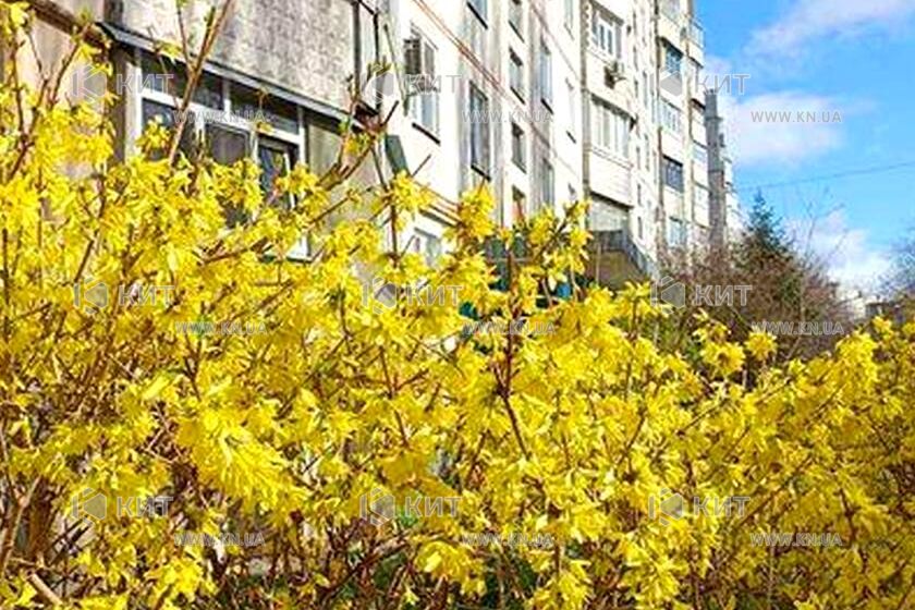 Продаж квартири Харків, Салтівка, 606 мрн., 31м²