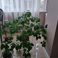 Продажа квартиры Харьков, Алексеевка, 83м²